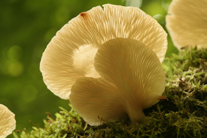 paddestoelen en schimmels