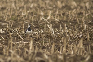 blog_eieren_1 (7)