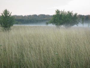 Oortjes tellen