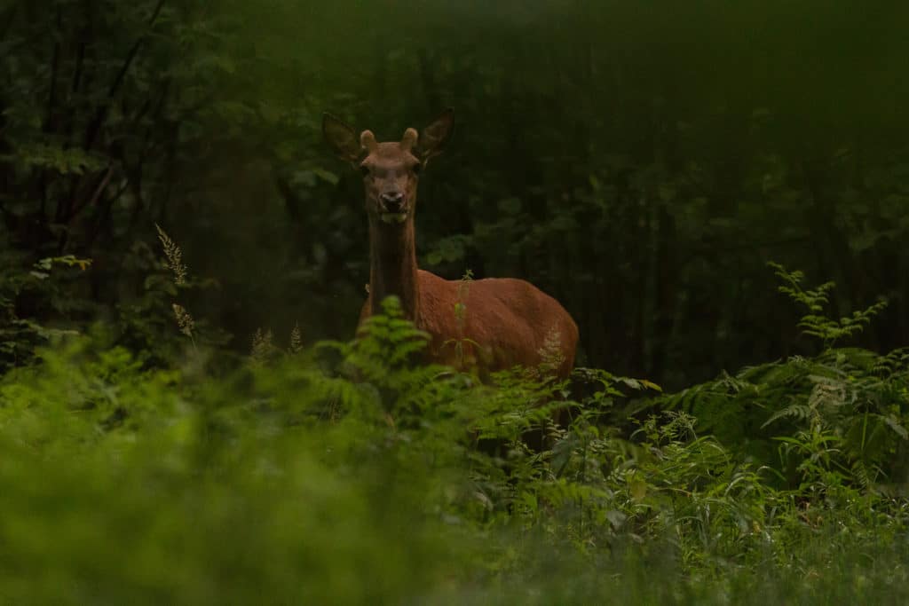 edelhert (Cervus elaphus)