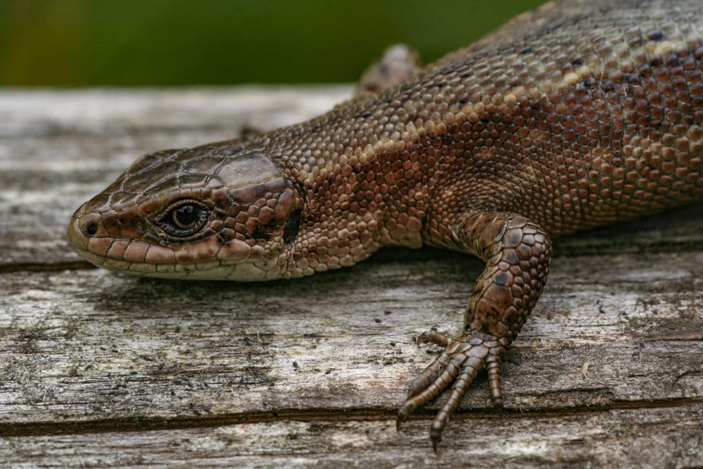 levendbarende hagedis vrouwtje (Zootoca vivipara)