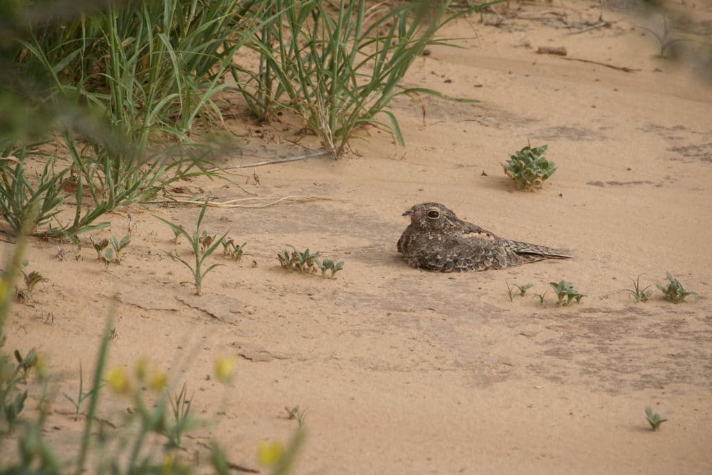 viervleugelnachtzwaluw (Caprimulgus longipennis)