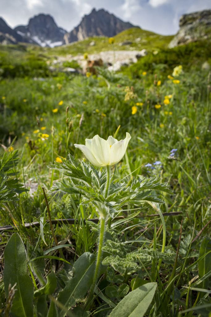 alpenanemoon (Pulsatilla alpina)