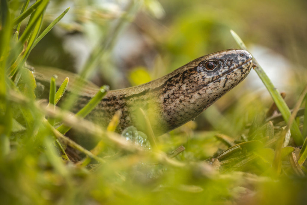 hazelworm (Anguis fragilis)