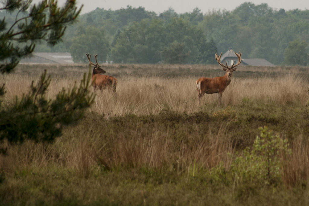 Edelherten op heide in Elspeet