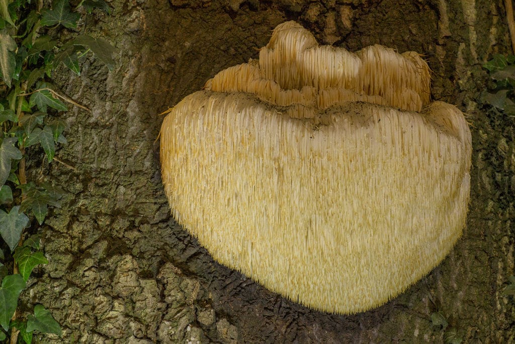 pruikzwam (Hericium erinaceus)