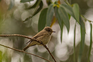 vogels