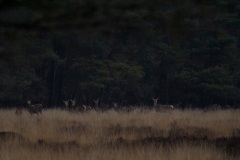 60D, ondanks dat de foto om 10:18 uur gemaakt is nog altijd veel te donker
