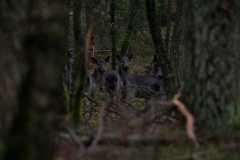 60D, damherthindes nog steeds in het bos te donker voor goede fotos