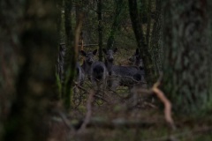 60D, damherthindes nog steeds in het bos te donker voor goede fotos
