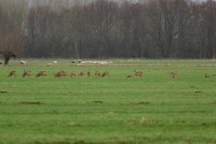 Hier leent de 60D zich prima voor, overdag in de wei een sprong van 24 reeën