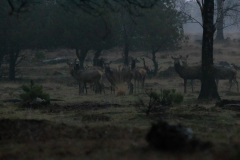 ISO 25600, om 7:41 in het bos in de regen. Zelfs met het blote oog kon ik de herten maar amper zien. Extremer kan bijna niet.