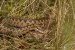 Adder die begint te vervellen