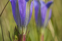 Klokjesgentiaan (Gentiana pneumonanthe)