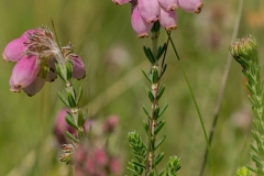 Rode dophei (Erica cinerea)