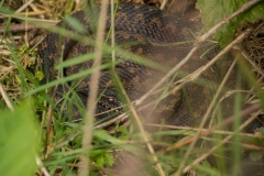 adder (vipera berus) met mooie zwarte tekening