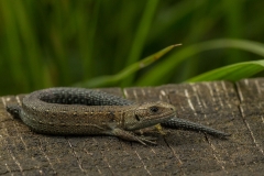 Levendbarende hagedis (Zootoca vivipara)