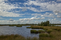 dwingelderveld