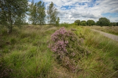 struikhei (Calluna vulgaris)