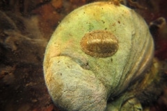 Chiton (keverslak)