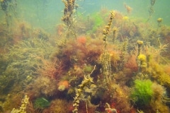 hier zie je de woekering van japanse bessenwier (Sargassum muticum)