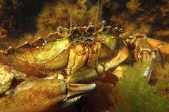 Strandkrab  (Carcinus maenas)