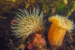 anemonen