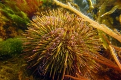 gewone zeeappel (Psammechinus miliaris)
