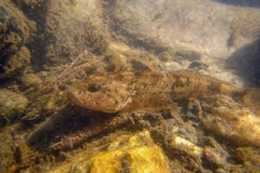 rivierdonderpad (Cottus perifretum)