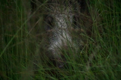 dit zwijn kwam wel heel dichtbij, hij zag mij niet door de begroeing