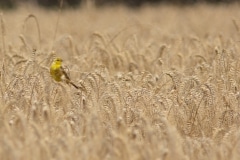 geelgors (Emberiza citrinella)