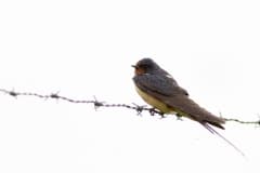 boerenzwaluw (Hirundo rustica)