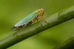 Rhododendroncicade (Graphocephala fennahi)