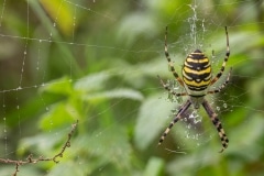 Tijgerspin wespspin (Argiope bruennichi)