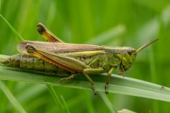 Moerassprinkhaan (Stethophyma grossum)