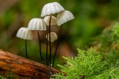 het wieltje (Marasmius rotula)