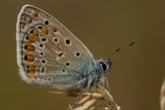 Icarusblauwtje (Polyommatus icarus)