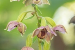 Brede wespenorchis (Epipactis helleborine)