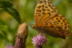 Keizersmantel (Argynnis paphia)