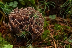 Stinkende franjezwam (Thelephora palmata)