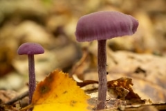 Amethistzwam (Laccaria amethystina)