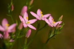 Echt duizendguldenkruid (Centaurium erythraea)