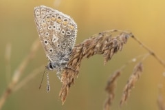 bruin blauwtje (Aricia agestis)