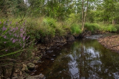 Beekloop, de heide bloeit volop