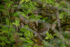 grauwe klauwier (Lanius collurio) jong, de ouders lieten zich slecht fotograferen