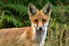 Deze jonge vos kwam nieuwsgierig langs de auto lopen