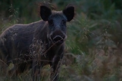 Nieuwsgierige zwartjas