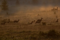 Roedel edelhert hindes in de mist