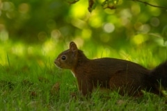 Deze eekhoorn bezoekt de tuin regelmatig