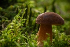 Gewoon eekhoorntjesbrood (Boletus edulis)